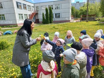 Одуванчик золотой